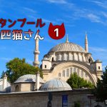 猫の楽園トルコで出会った!100匹の猫をご紹介