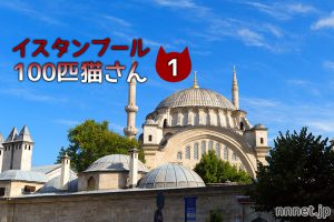 猫の楽園トルコで出会った!100匹の猫をご紹介