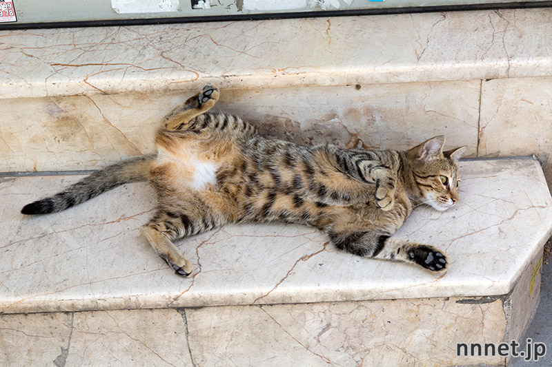 イスタンブールの猫