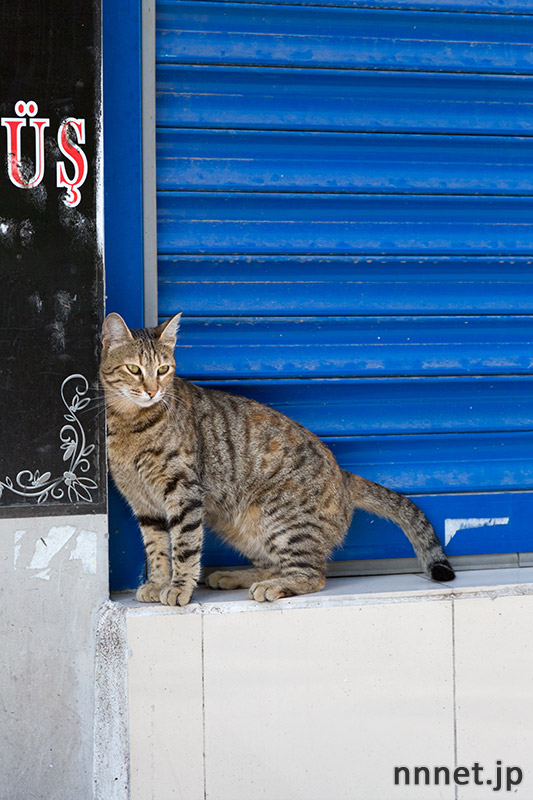 イスタンブールの猫