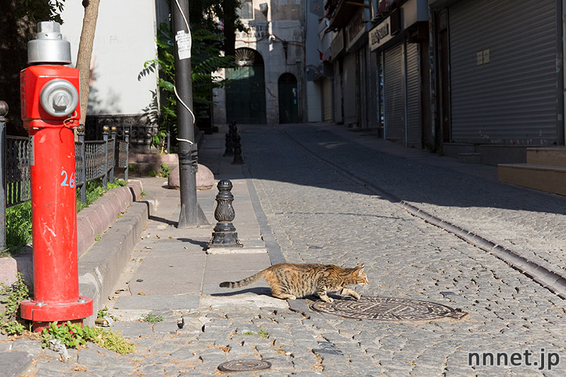 イスタンブールの猫