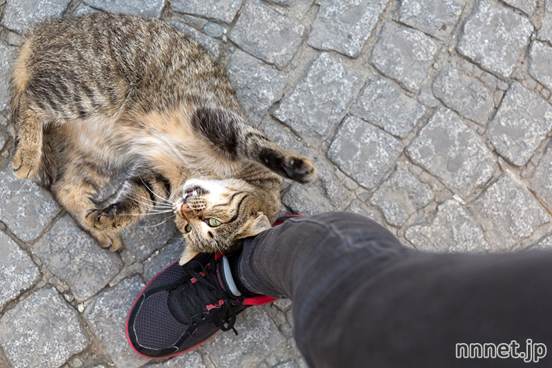 イスタンブールの猫