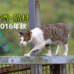 猫村で、自由に暮らす猫たち～【連載】台湾・猫村を旅する②2016年秋～