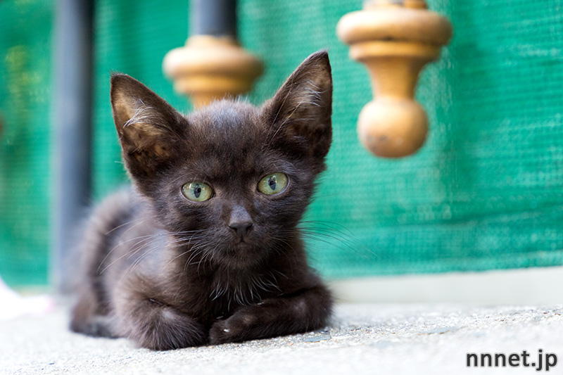 イスタンブールの猫