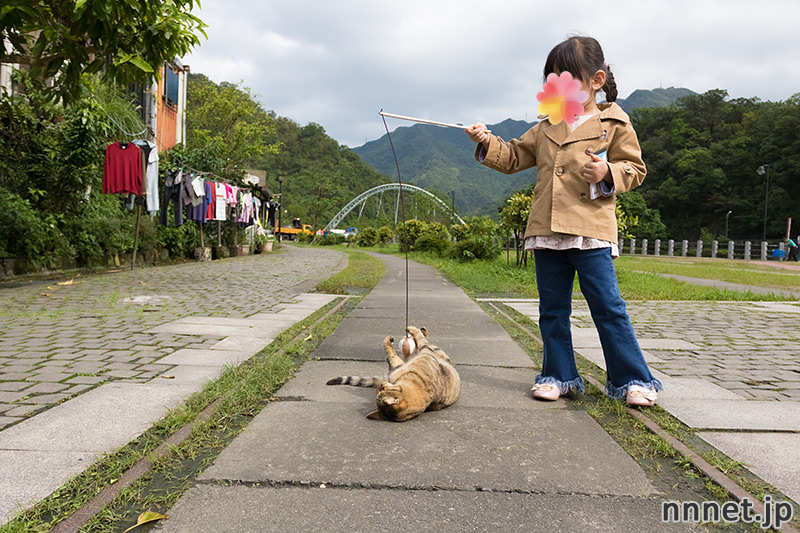 台湾の猫村