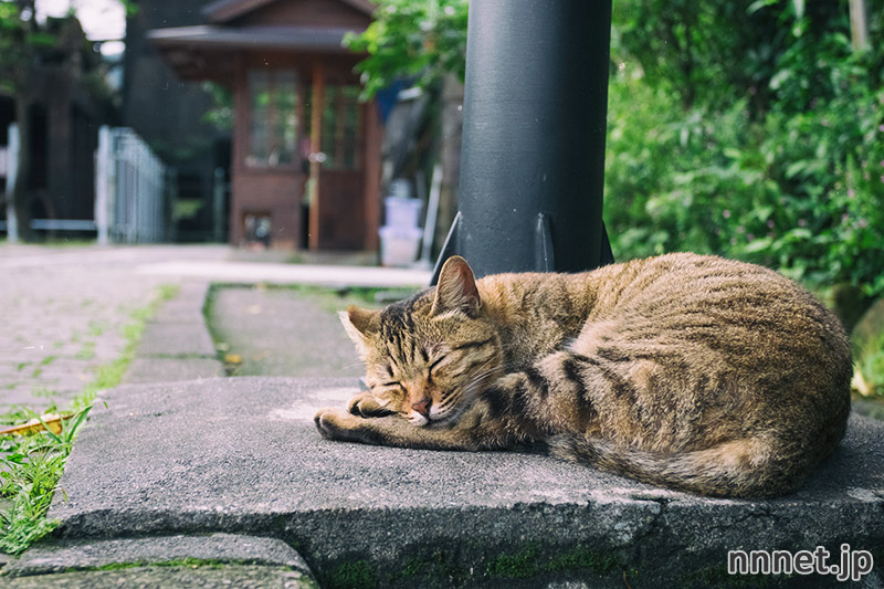かわいい猫がたくさん どこか懐かしい 台湾 猫村 画像枚 猫ねこネット 世界ねこ旅や 猫情報