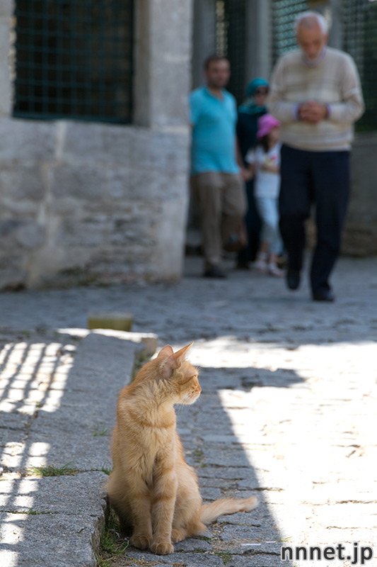 トルコの猫