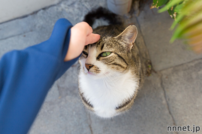 イスタンブールの猫