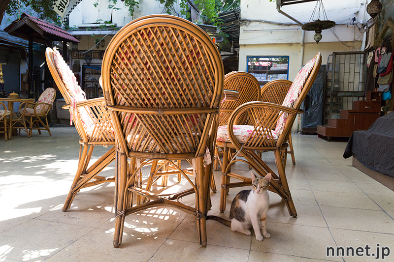 グランドバザール　猫