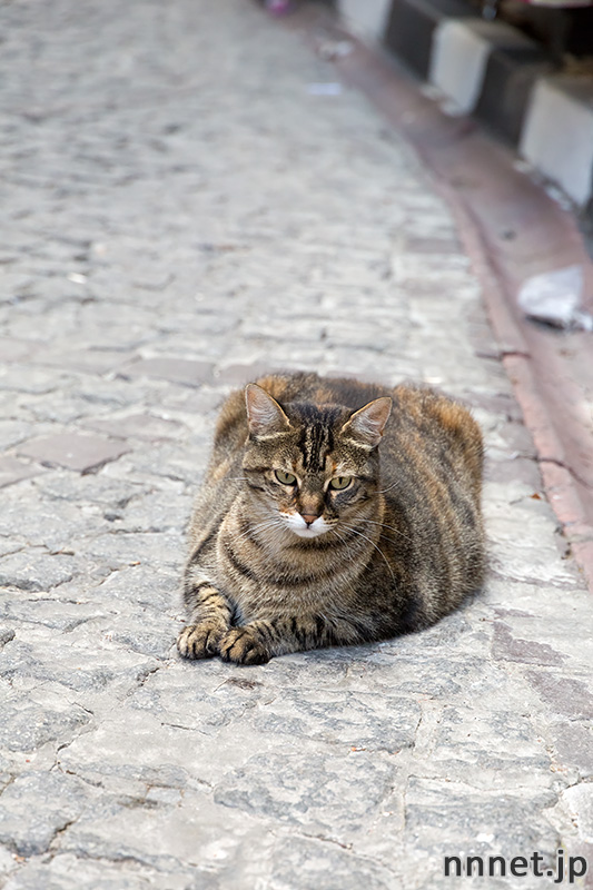 istanbul 100cats