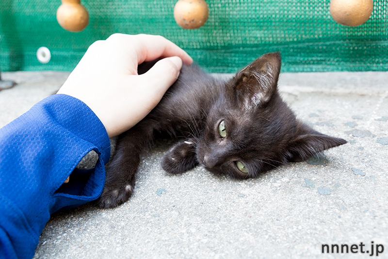イスタンブールの猫