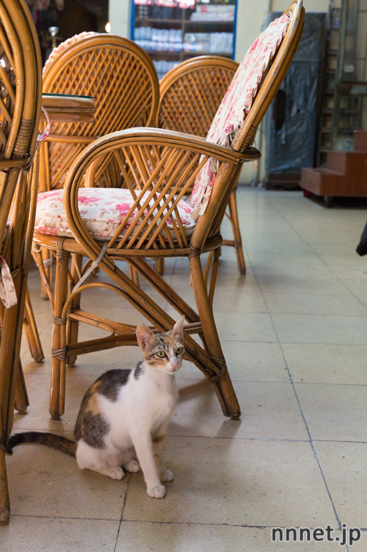 グランドバザール　猫