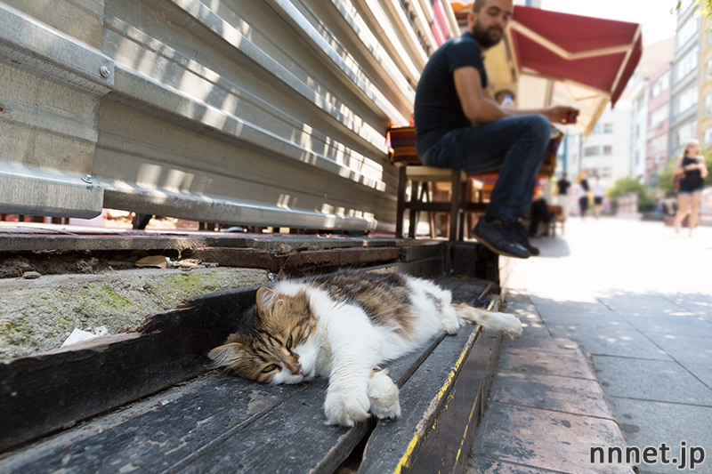 イスタンブールの猫