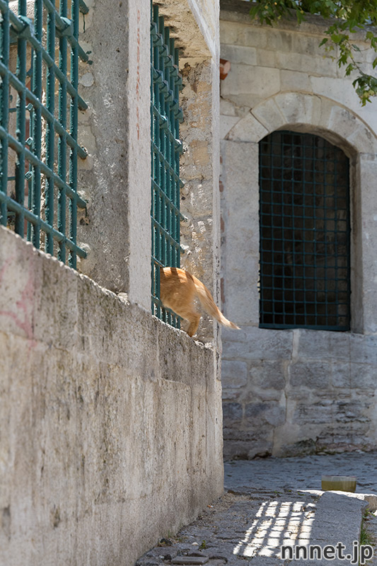 トルコの猫