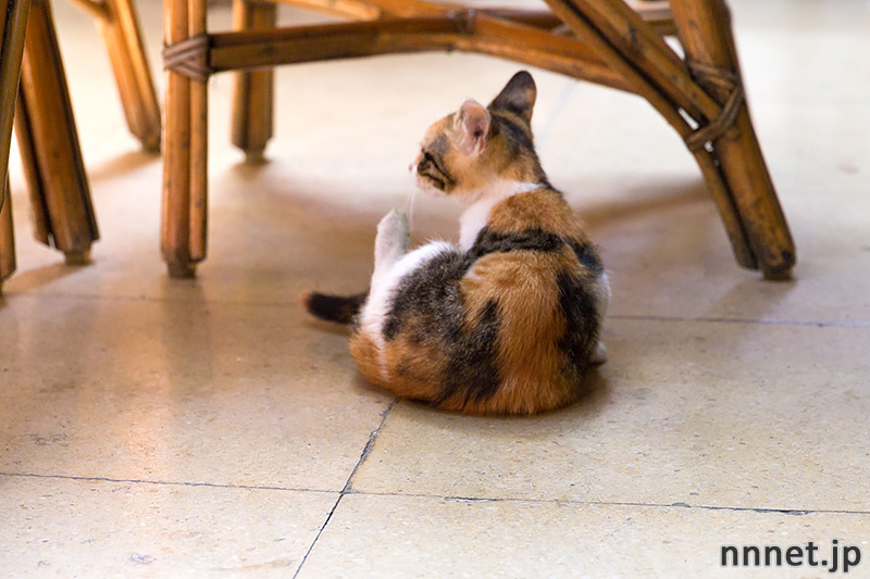 グランドバザール　猫