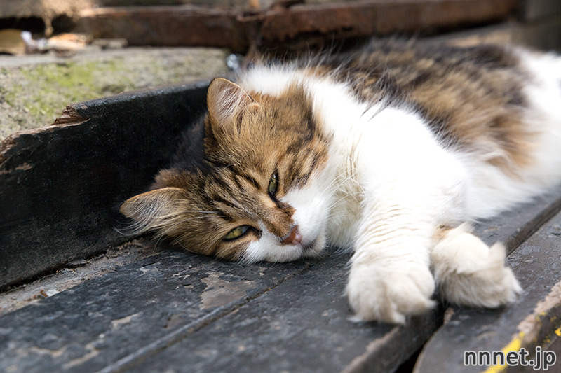 イスタンブールの猫