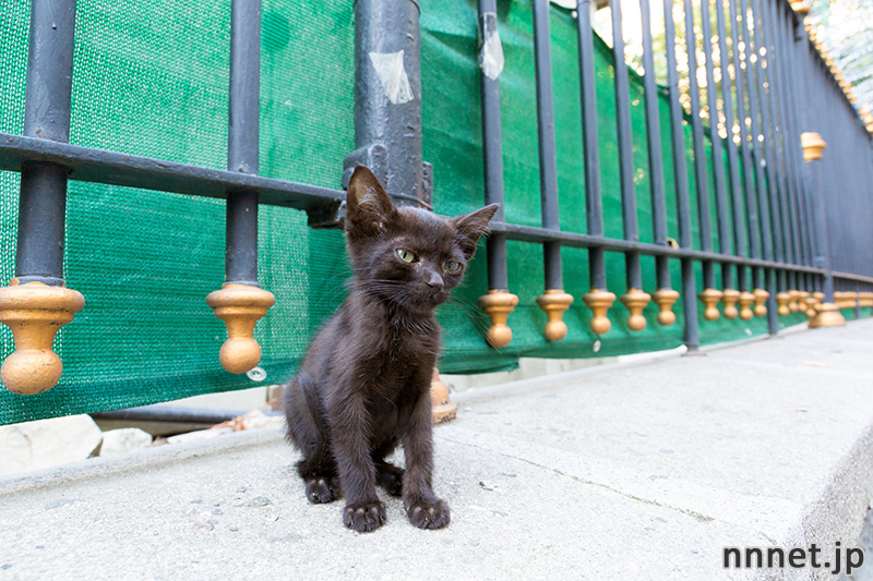 イスタンブールの猫