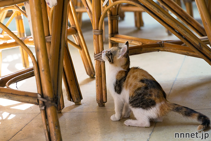 グランドバザール　猫