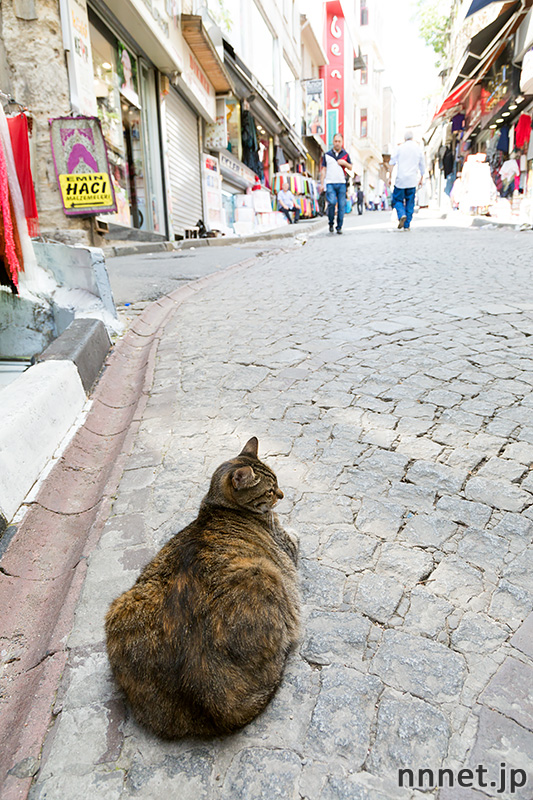 istanbul 100cats