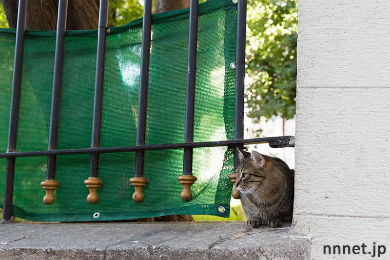 イスタンブールの猫