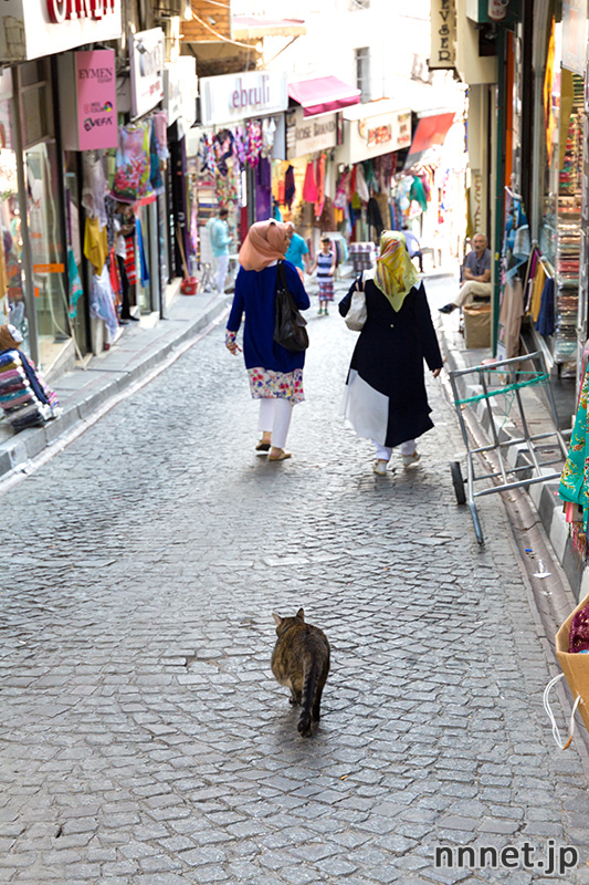 istanbul 100cats