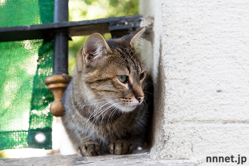 イスタンブールの猫