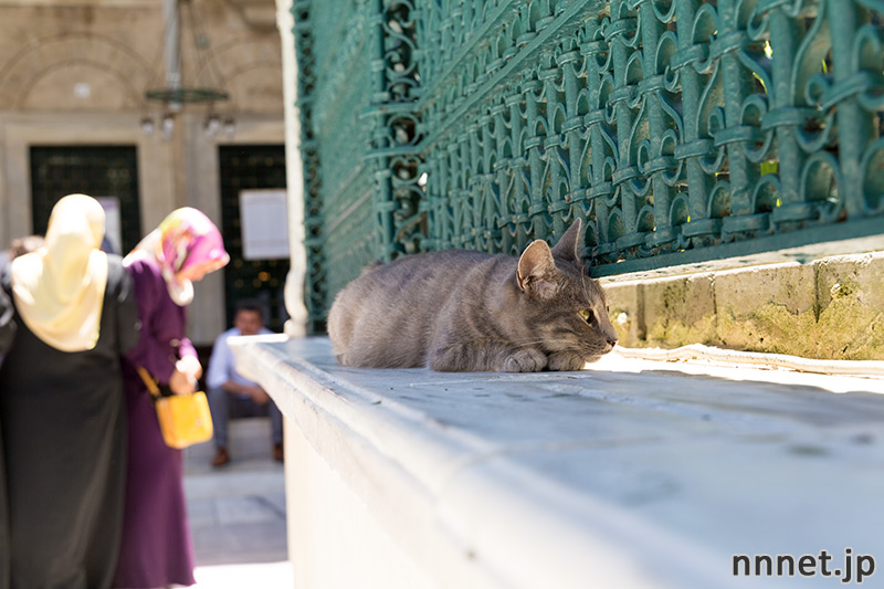 トルコの猫