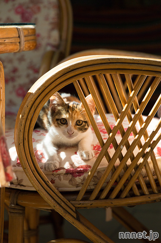 グランドバザール　猫