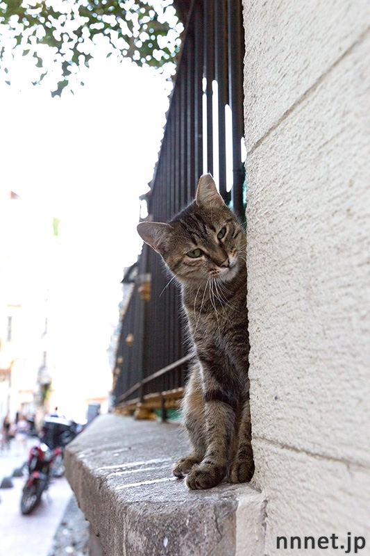 イスタンブールの猫