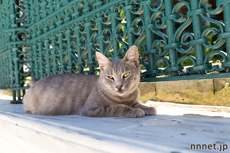 トルコの猫