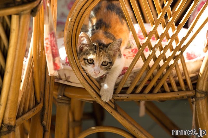 グランドバザール　猫