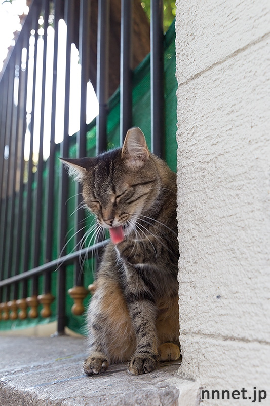 イスタンブールの猫