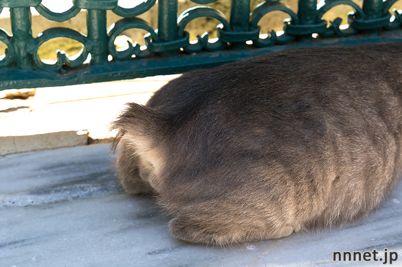 トルコの猫