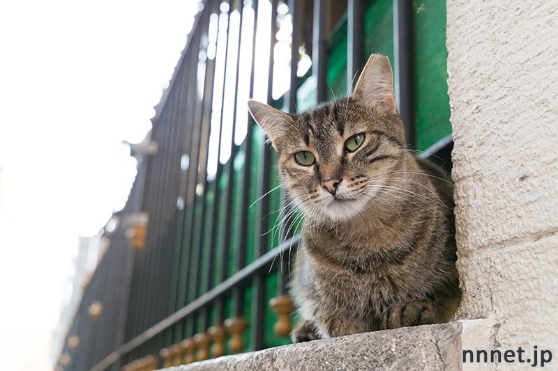 イスタンブールの猫