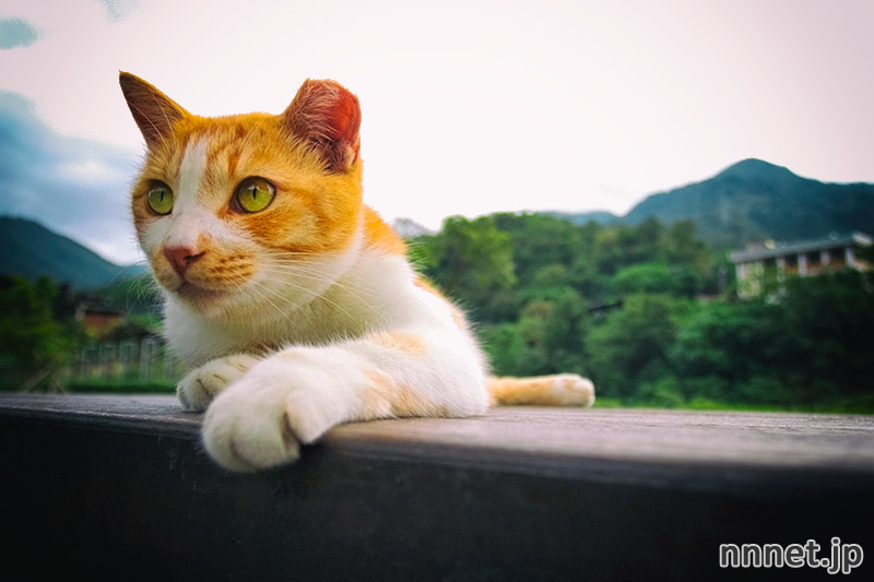 かわいい猫がたくさん どこか懐かしい 台湾 猫村 画像枚 猫ねこネット 世界ねこ旅や 猫情報