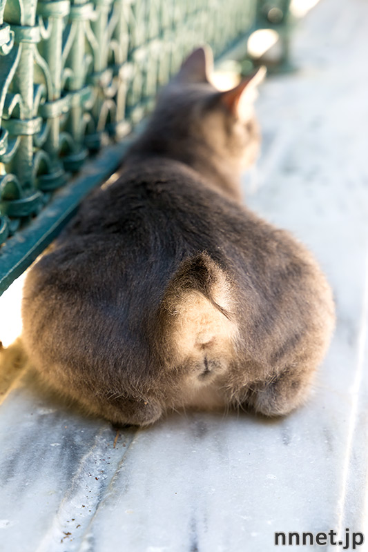 トルコの猫