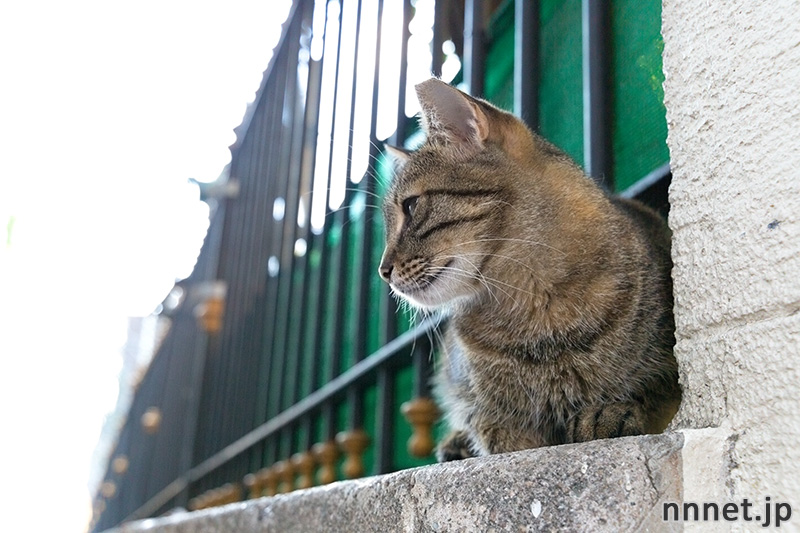 イスタンブールの猫