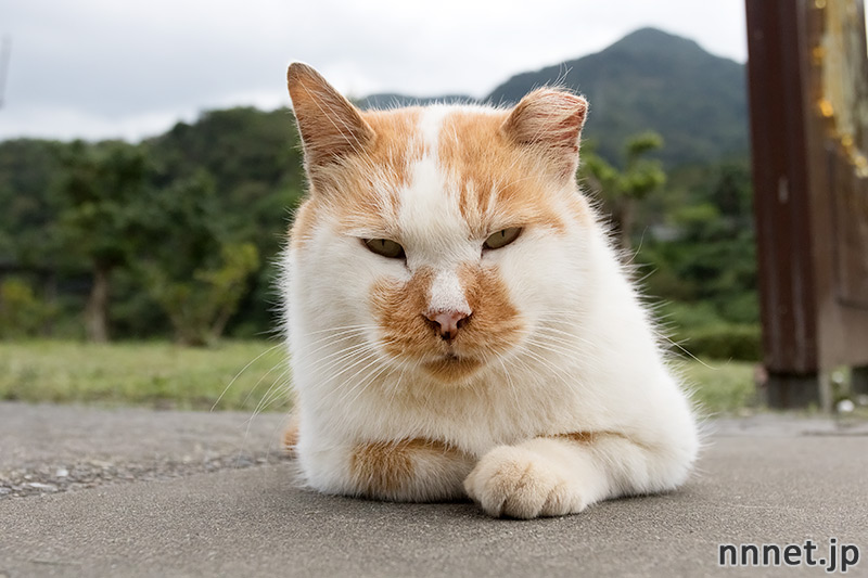 台湾の猫村