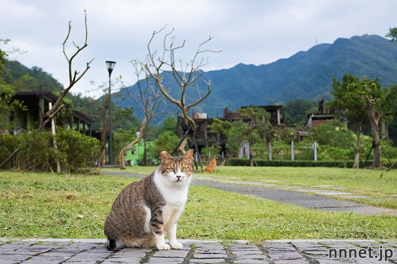 台湾・猫村　2016年