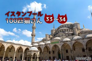「寝ているの?寝ていないの?」~【連載】イスタンブールの100匹猫さん 33~34匹目