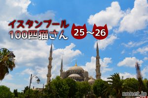 【連載】イスタンブール100匹猫さん 25~26匹目「仕事場のキジトラさんたち」
