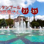 たくさんのキャットフード【連載】イスタンブールの100匹猫さん 27~31匹目