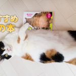 おすすめ!猫好きの方におすすめする、可愛い猫の本
