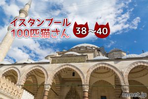 モスクで出会った3匹の猫たち~【連載】イスタンブールの100匹猫さん 38~40匹目