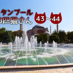 熟睡していた長毛さんたち~【連載】イスタンブールの100匹猫さん 43~44匹目