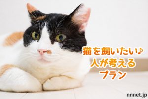 猫を飼いたい人が考えてみるプラン!6項目