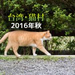 かわいい猫がたくさん!どこか懐かしい「台湾・猫村」画像20枚