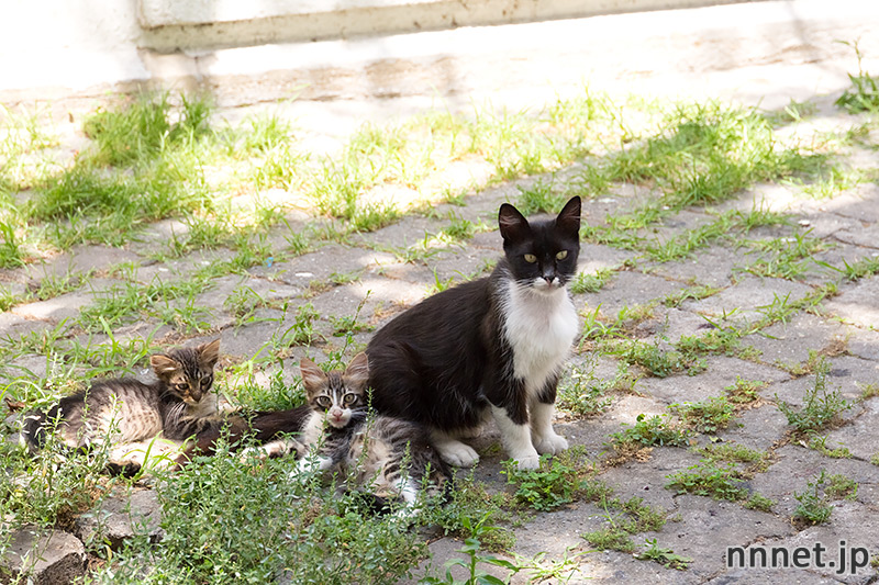 モスクの裏広場で暮らす猫たち【連載】イスタンブールの100匹猫さん 60 