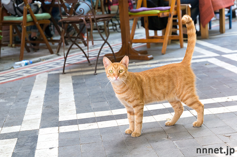 イスタンブールの猫
