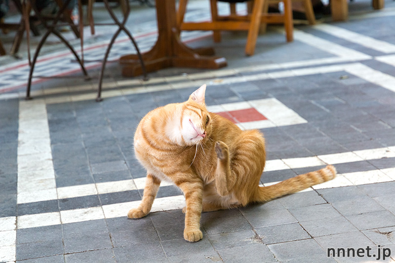 イスタンブールの猫